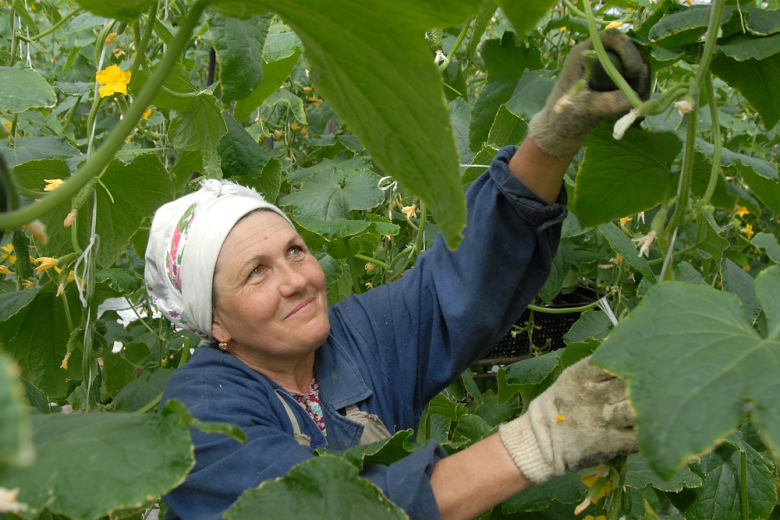С начала года выпуск тепличных овощей в России вырос на 4%